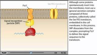 Protein transport Animation [upl. by Fannie117]