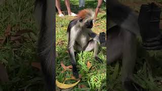 Graceful Colobus Monkey in the Wild 🌿 Primate Nature [upl. by Cerellia]