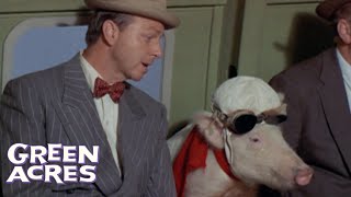 Arnold The Pig Mistakenly Takes A Flight To Washington  Green Acres [upl. by Ailemrac660]