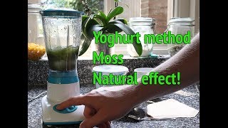 Dry Start Method Aquarium  How to grow aquarium moss [upl. by Andaira]