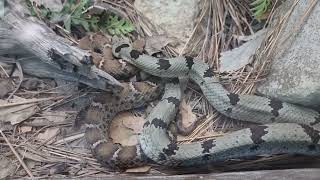 Banded rock rattlesnake and Ridgenose rattlesnake in mixed exhibit [upl. by Rayshell]