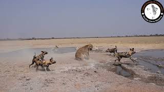 lioness fights off pack of wild dogs [upl. by Elleinad339]