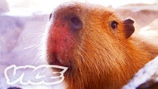 カピバラ温泉  Capybara Onsen [upl. by Gnad]