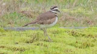 Killdeer in Cemetary audio killdeer [upl. by Yendahc]