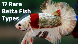 Super Rare Betta Fish Types  17 Betta Breeds to Buy [upl. by Illac]