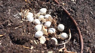 Finding Quail Eggs and Trying to Save Them Trimming our Willow and Cleaning a Fountain 🌿✂️🐦 [upl. by Ausoj]