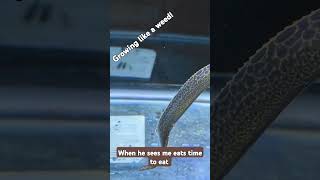 Black spotted eel putting on size in the grow out tank [upl. by Turro14]