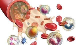 Understanding Blood A Comprehensive Glossary part 4 [upl. by Brockie]