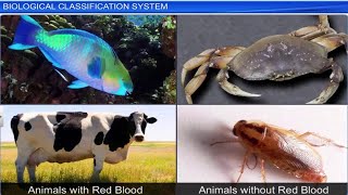 CBSE Class 11 Biology  Biological Classification System  Full Chapter  By Shiksha House [upl. by Neyut]