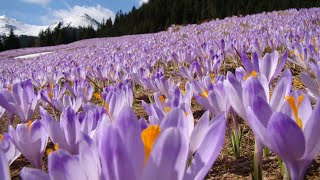 Krokusy  Tatry [upl. by Reamy371]