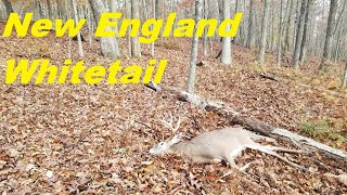 In Pursuit of New England Whitetails [upl. by Yecniuq211]