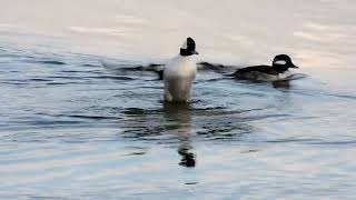 Buffleheads [upl. by Ansaev]