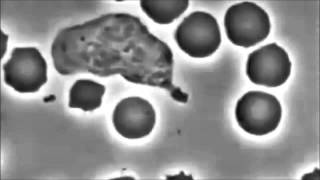 Macrophage chasing bacteria Benny Hill theme [upl. by Woll]