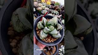 Product Gallery Haworthia cv ‘Kurohannya’ find it at httpssalesmaughaniicom [upl. by Fleur]