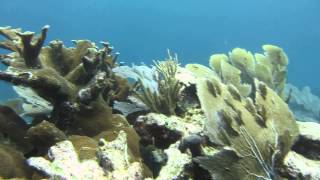 Acropora Palmata in Akumal Mexico [upl. by Mandi]