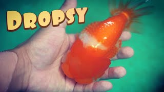 MY GOLDFISH HAS DROPSY [upl. by Yedrahs]