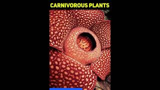 What are carnivorous plants 🌱 bladderwort  carnivorous plants eating  carnivorous plants names [upl. by Haddad]