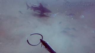 Intense Moments Spearfishing Near Sharks [upl. by Mohsen]