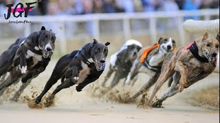 Greyhound dog racing  Track race 480m [upl. by Arlee]