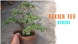 Carmona bonsai  Bonsai ideas shorts [upl. by Denny]