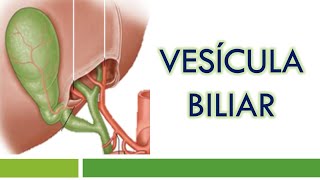 HISTOLOGÍA de la VESÍCULA BILIAR [upl. by Eleik115]