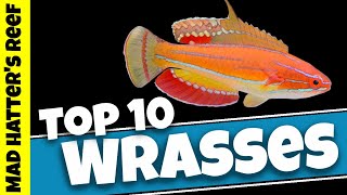 Top 10 Reef Safe Wrasse [upl. by Bodwell336]