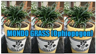 How to grow and care MONDO GRASSOphiopogon propagation [upl. by Ahsinwad]