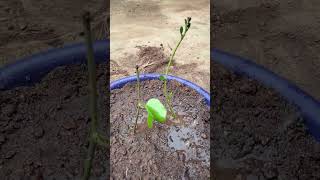 Ipomoea plant katinggardenflowers gardenflowerplants shortsvideo [upl. by Rihsab]