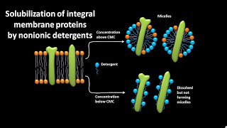 Solubilization of integral membrane proteins by nonionic detergents [upl. by Melisa]