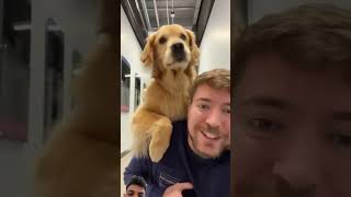 Worlds Smartest Dog ytshorts mrbeast subscribe [upl. by Dirk225]