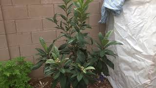 Growing a Loquat Tree [upl. by Sanalda]