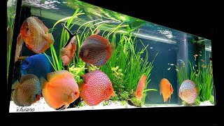 Beautiful Discus Island Fish Tank  Amazing Discus Planted Aquarium [upl. by Dail]