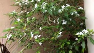 Tabernaemontana divaricata  Pin wheel Jasmine  Nandivardhanam [upl. by Raffin]