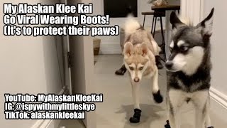 10 differences between Pomskies and Klee Kais Should you get a Pomsky or an Alaskan Klee Kai [upl. by Acirred]