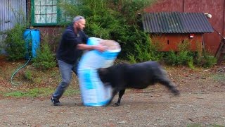 Angry ram vents his fury on a bag of insulation fibre [upl. by Arykat235]