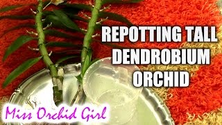 Repotting a tall Dendrobium orchid [upl. by Aivun699]