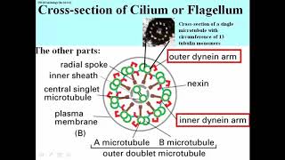 326 92 Microtubule Array in Axonemes that Beat [upl. by Nevear]