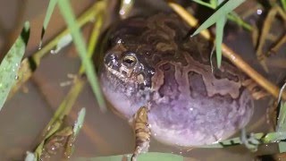 Physalaemus marmoratus vocalizando [upl. by Nhguavahs]