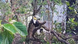 Wreathed Hornbill  Bird Paradise Singapore [upl. by Enilegnave]