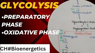 Glycolysis class 11  Cellular Respiration in plants [upl. by Zobkiw]