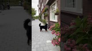 Bernese Mountain Dog every time he walks by neighbour who gives him treats dog animals pets [upl. by Lathrop]