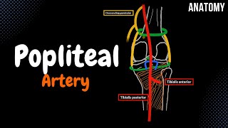 Popliteal Artery and the Patellar Network EASY scheme [upl. by Einafit]