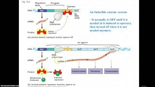 Inducible amp Repressible operons [upl. by Thomasina305]