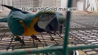 Macaw breeding species at Asuero Aviary Channel [upl. by Anon334]