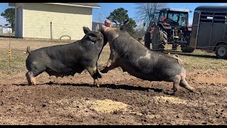 FIGHTING PIGS This happens every time  Raising Pigs On Pasture [upl. by Arraes]