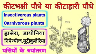 कीटाहारी पौधे कीटभक्षी पौधे के नाम  insectivorous plants carnivorous plants animal eating plants [upl. by Sassan458]