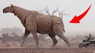 Insane Animals That Have Gone Extinct In The 21st Century [upl. by Nivek325]