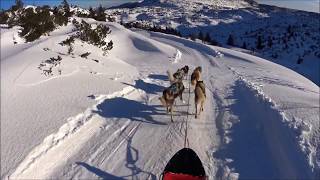 Sleddog sullAltopiano di Asiago  Escursione con i cani da slitta sulla neve  Gennaio 2018 [upl. by Teik]