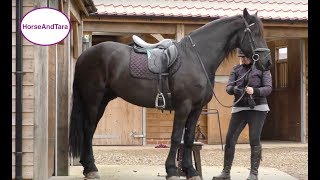 Teaching the collected canter to my Friesian horse [upl. by Antone457]