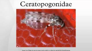 Ceratopogonidae [upl. by Einama]